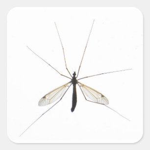 Mosquito Square Sticker