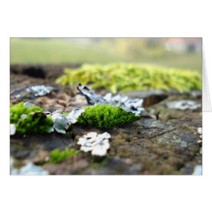 moss
