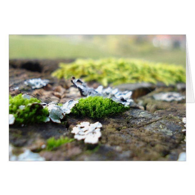moss (Front Horizontal)