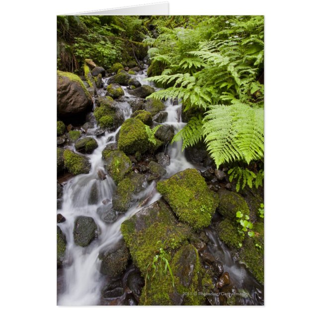 Moss covered rocks with blurred water and ferns (Front)