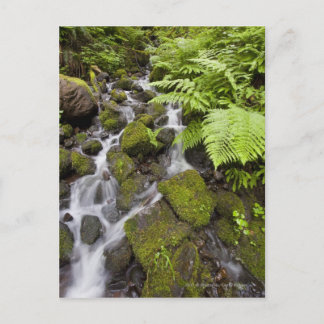 Moss covered rocks with blurred water and ferns postcard