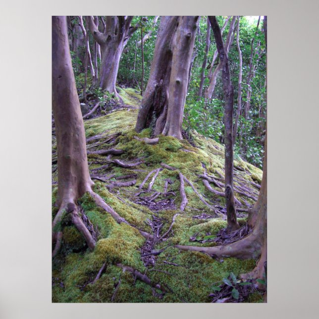 Moss Covered Trail Poster (Front)