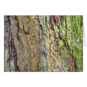 Moss-Covered Tree Bark