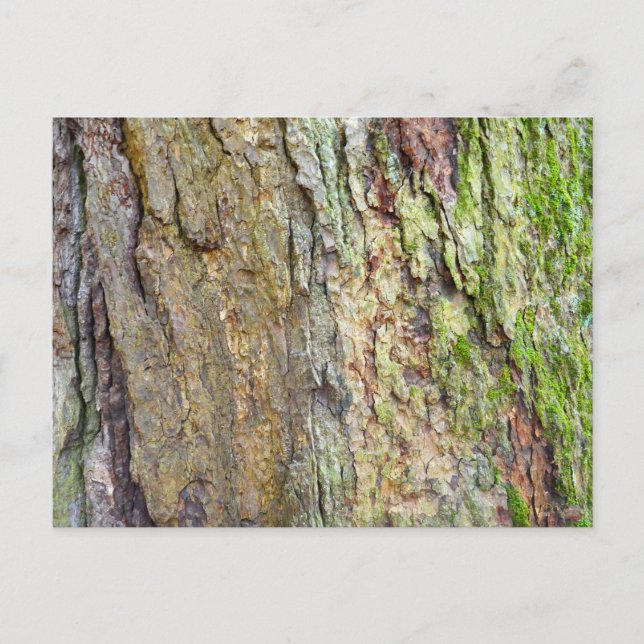 Moss-Covered Tree Bark Postcard (Front)