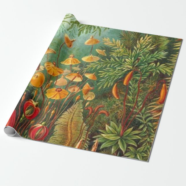 Moss - Ernst Haeckel Wrapping Paper (Unrolled)