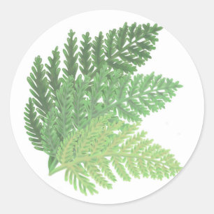 Moss Green Fern Classic Round Sticker