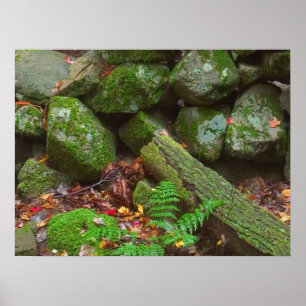 Moss in the Woods   Poster