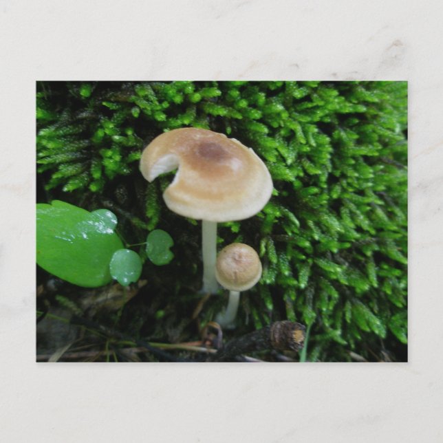 Moss Mshrooms Postcard (Front)