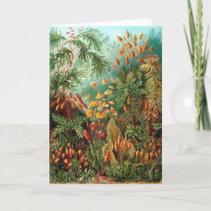 Moss (Muscinae) by Haeckel Card