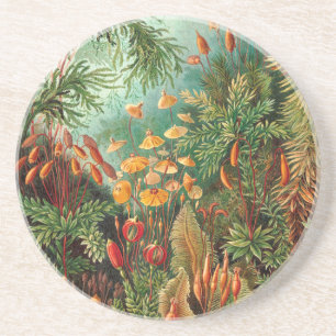 Moss (Muscinae) by Haeckel Coaster