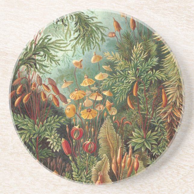 Moss (Muscinae) by Haeckel Coaster (Front)