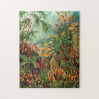 Moss (Muscinae) by Haeckel