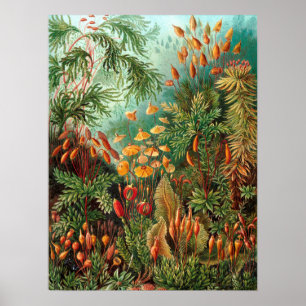Moss (Muscinae) by Haeckel Poster