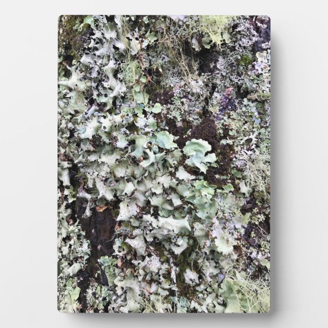 Moss on a Tree, Cape Disappointment, Washington Plaque (Front)