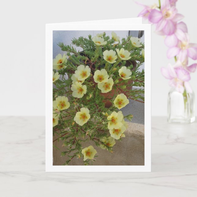Moss-rose Purslane, Succulent Flowering Plant Card (Orchid)