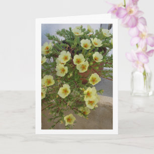 Moss-rose Purslane, Succulent Flowering Plant Card