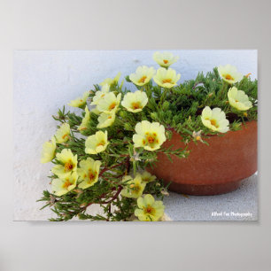 Moss-rose Purslane, Succulent Flowering Plant Poster