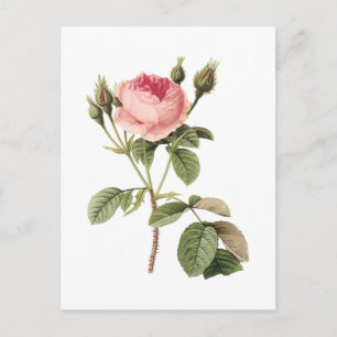 moss rose (Rosa muscosa) by Redouté Postcard