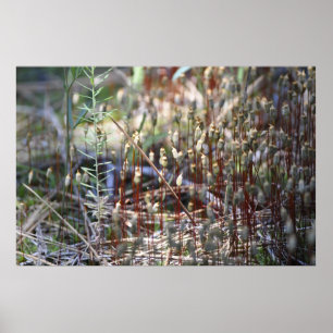 Moss Sporophyts Poster