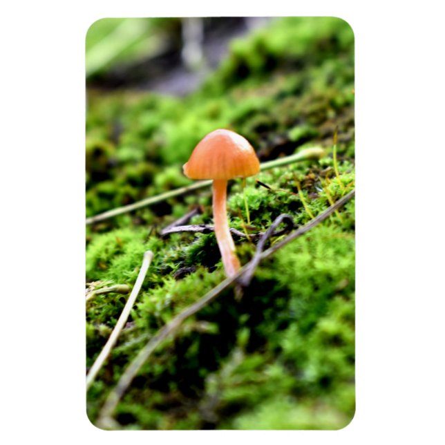 Mosses and Lichens with tiny Mushroom Magnet (Vertical)