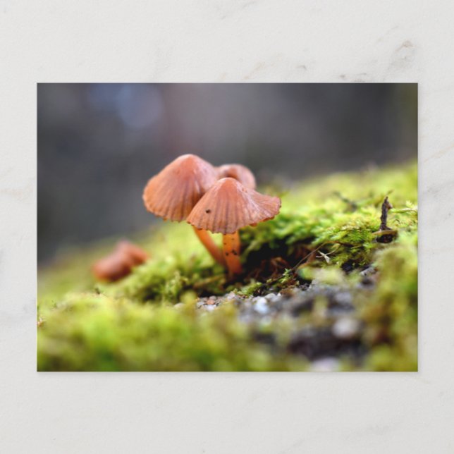 Mosses and Lichens with tiny Mushroom Postcard (Front)