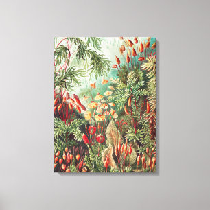 Mosses, Muscinae Laubmoose by Ernst Haeckel Canvas Print