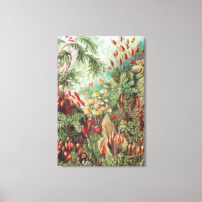 Mosses, Muscinae Laubmoose by Ernst Haeckel Canvas Print (Front)