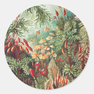 Mosses, Muscinae Laubmoose by Ernst Haeckel Classic Round Sticker