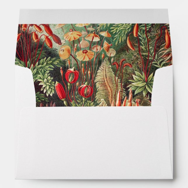 Mosses, Muscinae Laubmoose by Ernst Haeckel Envelope (Back (Bottom))
