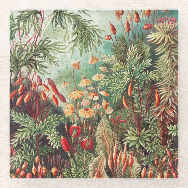Mosses, Muscinae Laubmoose by Ernst Haeckel Glass Coaster (Front)