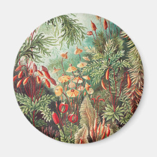 Mosses, Muscinae Laubmoose by Ernst Haeckel Magnet