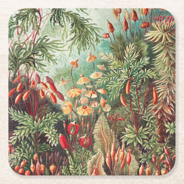 Mosses, Muscinae Laubmoose by Ernst Haeckel Square Paper Coaster (Front)