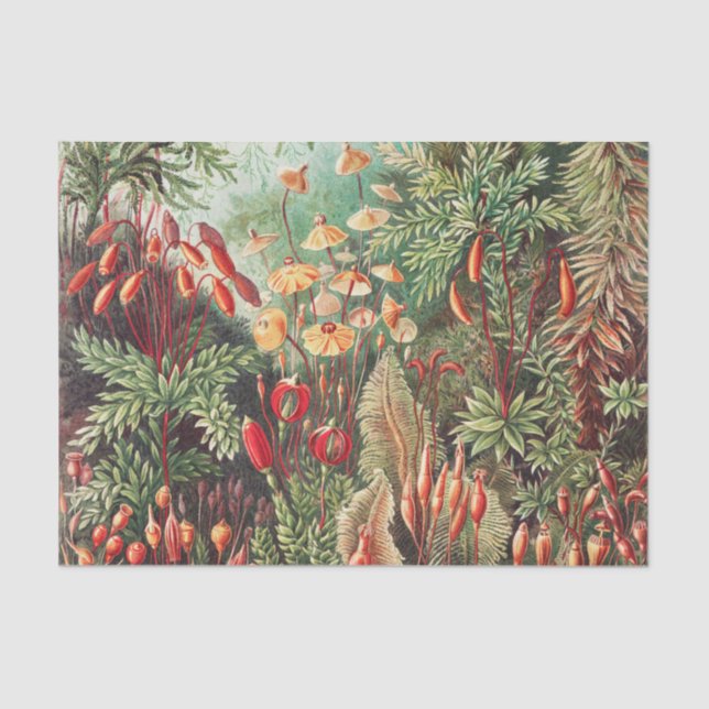 Mosses, Muscinae Laubmoose by Ernst Haeckel Tissue Paper (Front)