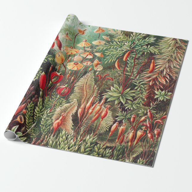 Mosses, Muscinae Laubmoose by Ernst Haeckel Wrapping Paper (Unrolled)