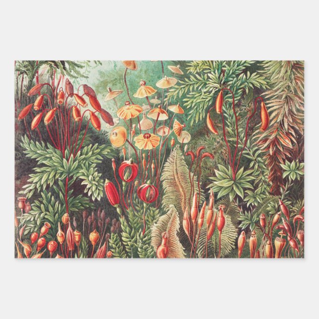 Mosses, Muscinae Laubmoose by Ernst Haeckel Wrapping Paper Sheet (Front)