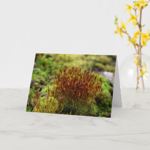 Mosses , Spring awakening Card