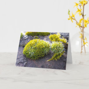 Mosses , Spring awakening Card