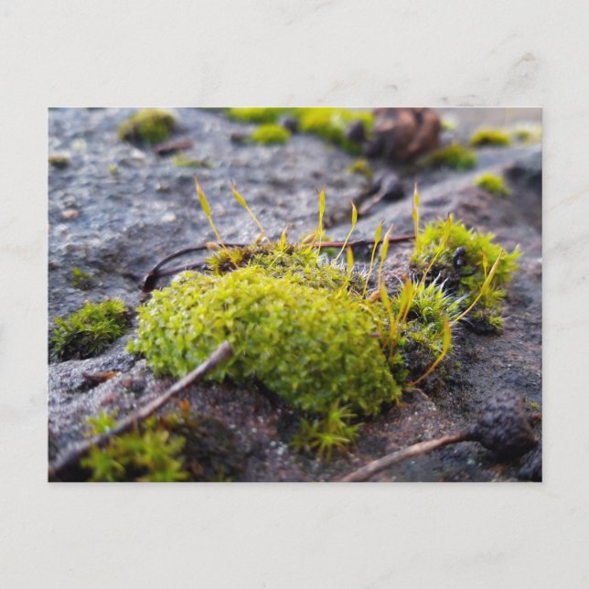 Mosses , Spring awakening Postcard (Front)