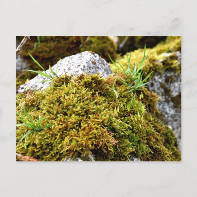 Mosses , Spring awakening Postcard (Front)