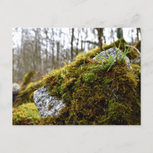 Mosses , Spring awakening Postcard