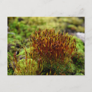 Mosses , Spring awakening Postcard