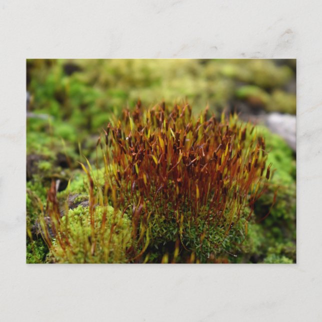 Mosses , Spring awakening Postcard (Front)
