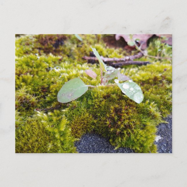 Mosses with tiny Flowers , Spring awakening Postcard (Front)