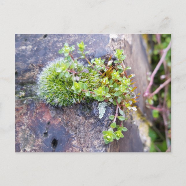 Mosses with tiny Flowers , Spring awakening Postcard (Front)
