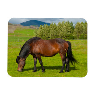 Mossfellsbaer Icelandic Horse Magnet