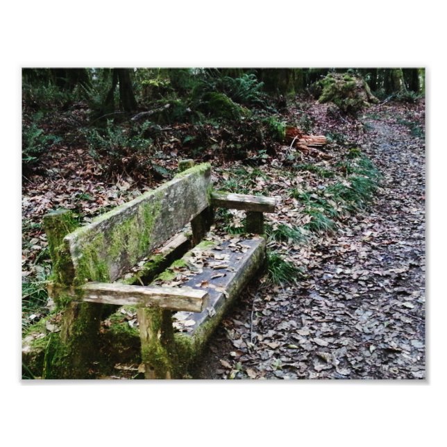 Mossy Bench Nature Trail in Olympic National Park Photo Print (Front)