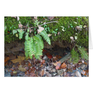 Mossy Creek Bank