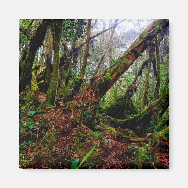 Mossy Forest Magnet (Front)