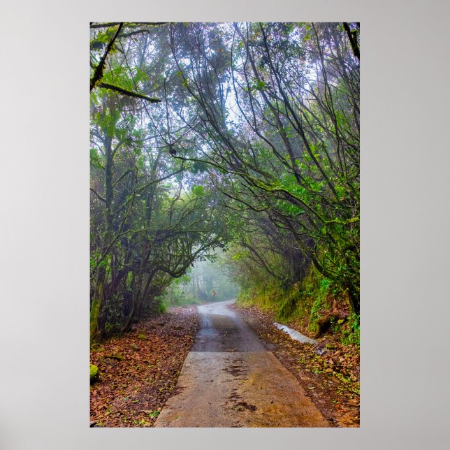 Mossy Forest Poster (Front)