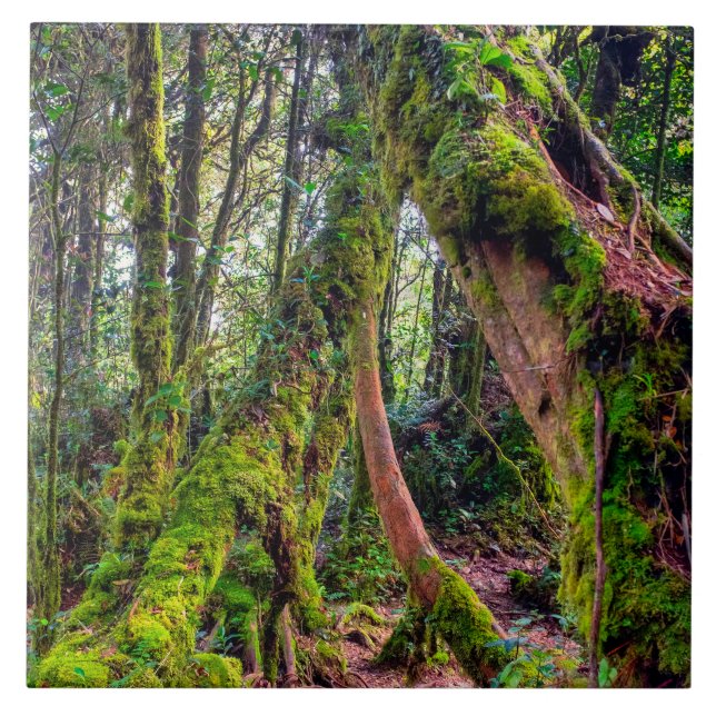 Mossy Forest Tile (Front)